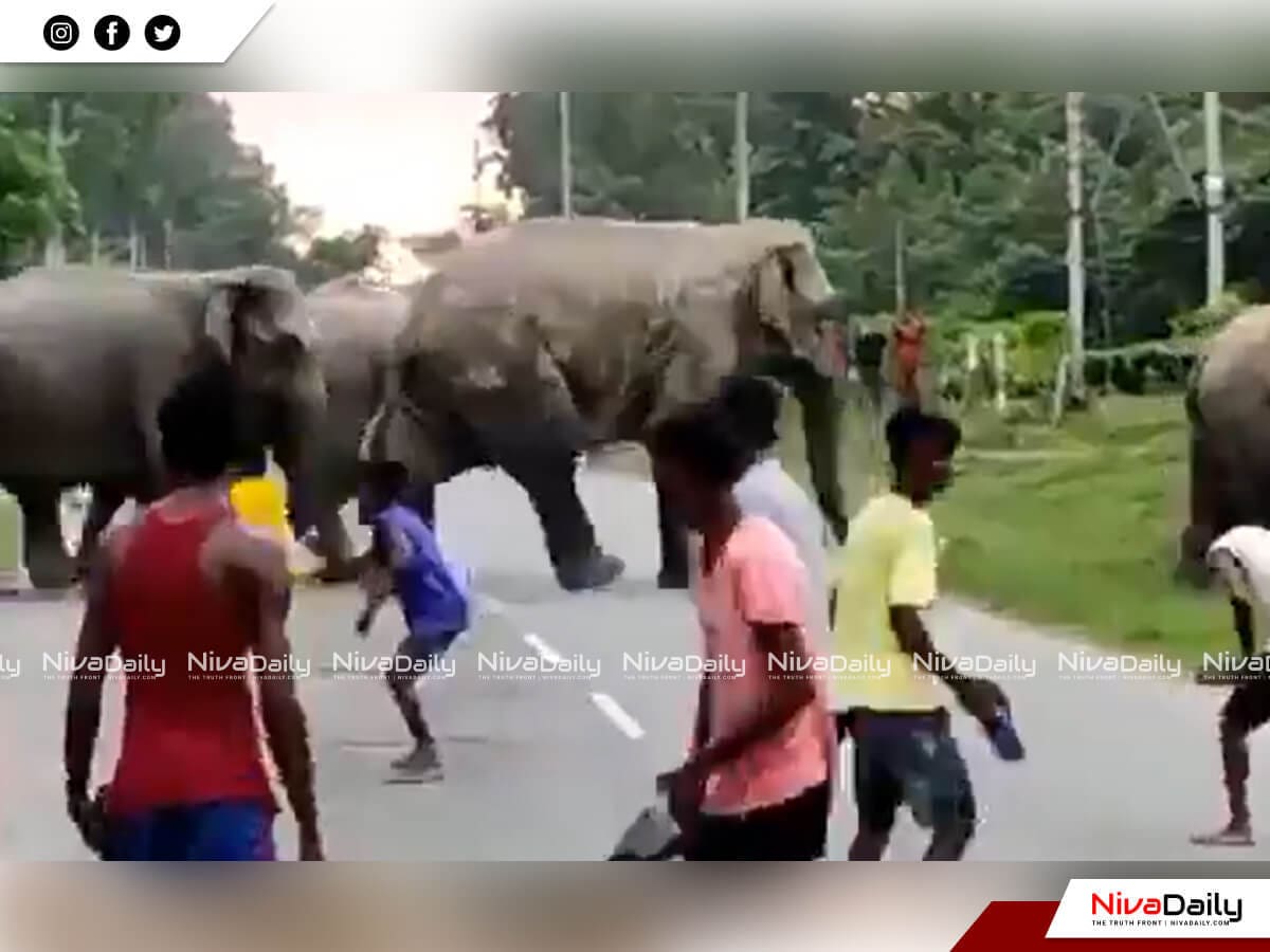 അസമിൽ ഒരാളെ ആന ചവിട്ടിക്കൊന്നു