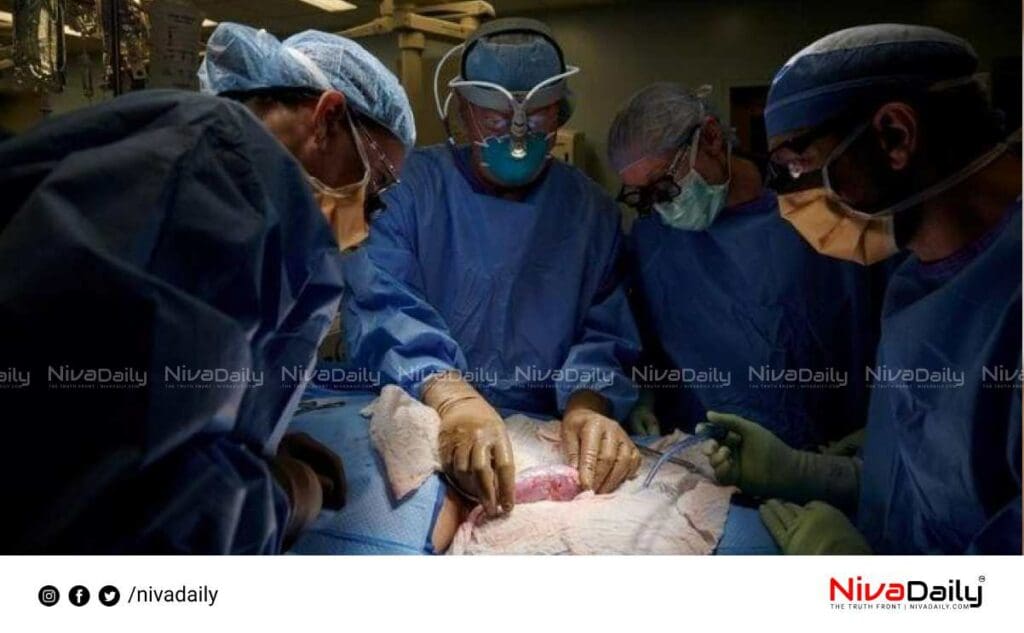 kidney transplantation pig to human