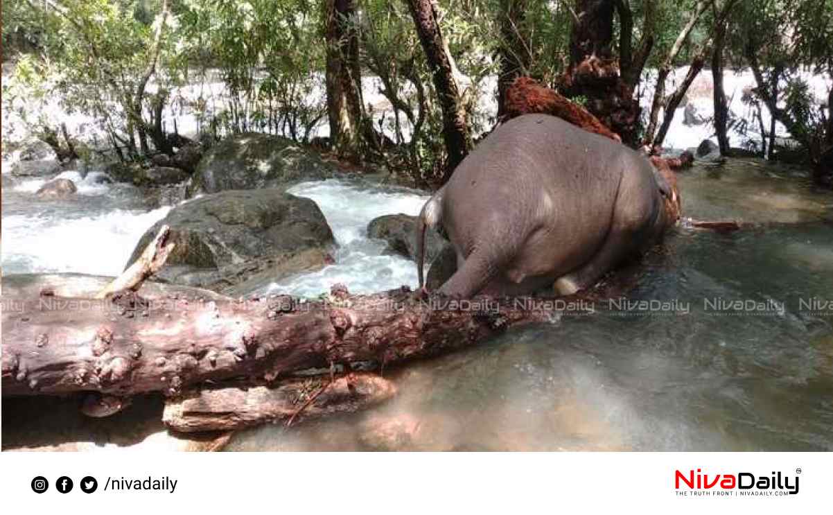 Baby elephant dead