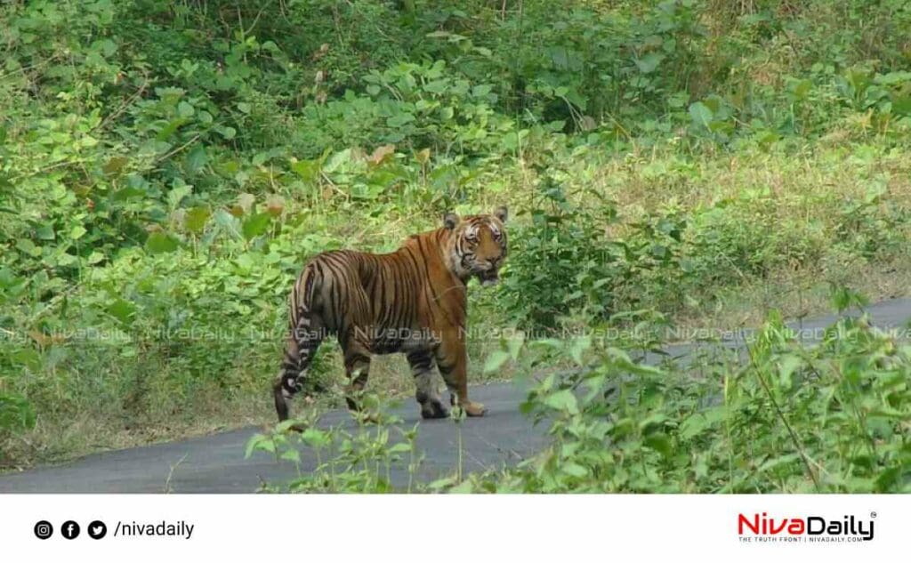 tiger caught Nilagiri