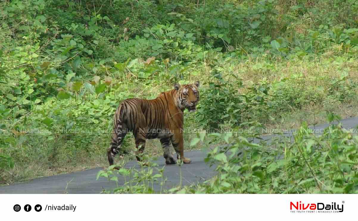 tiger caught Nilagiri