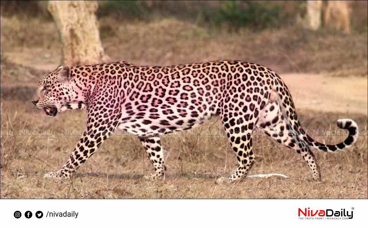 Pink leopard founded india