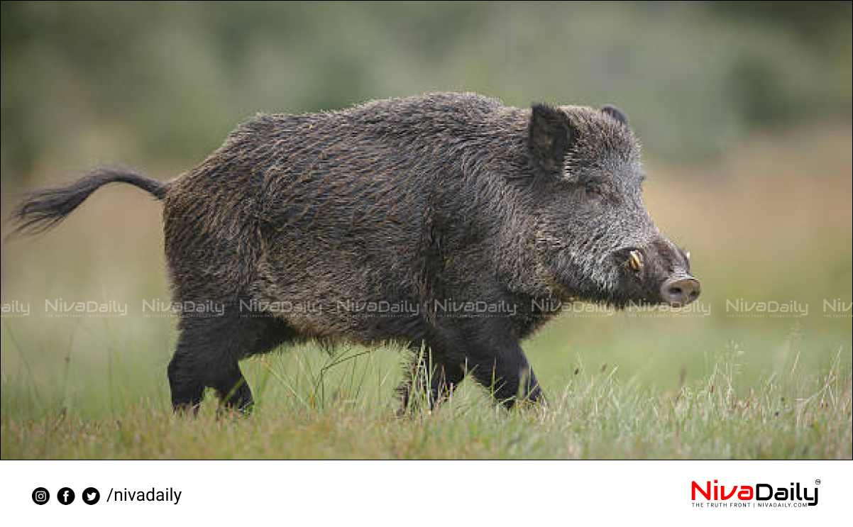 Farmer killed wild pig