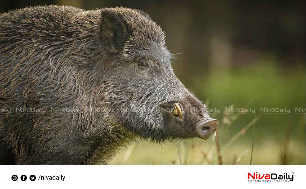 The man treated for injuries sustained in the wild boar attack died at kozhikkod.