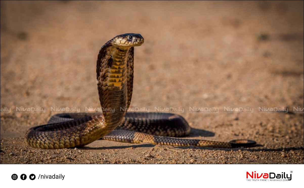 Young man died after bitten by a snake at punalur.