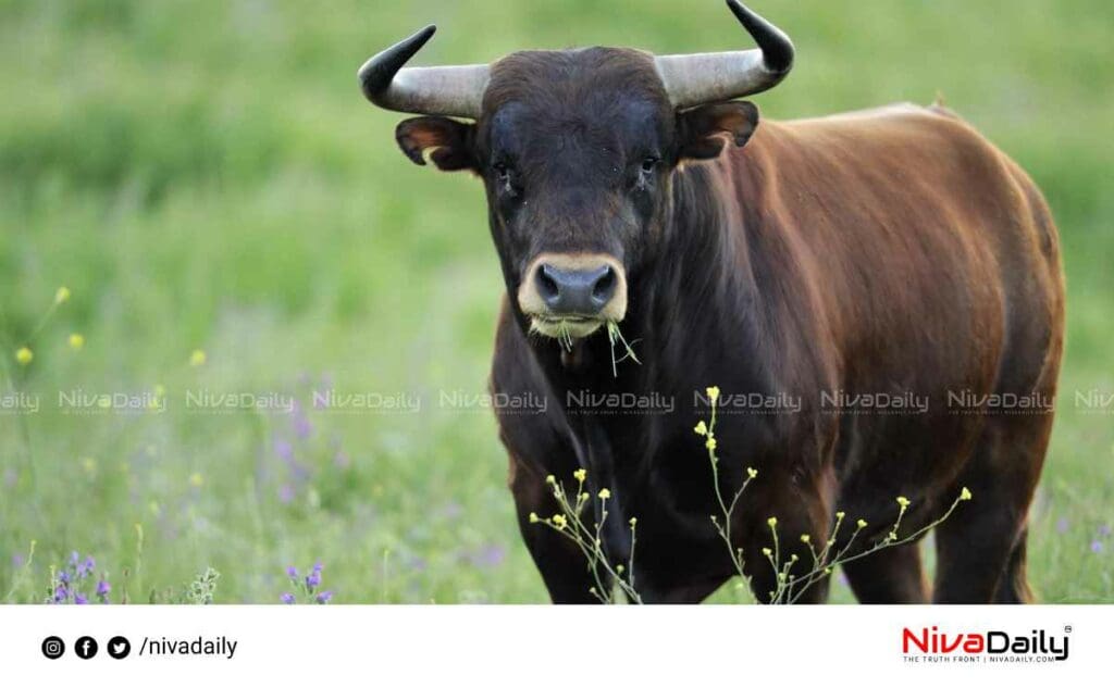 ASI died in an accident in which his scooter overturned after being stabbed by a bull.