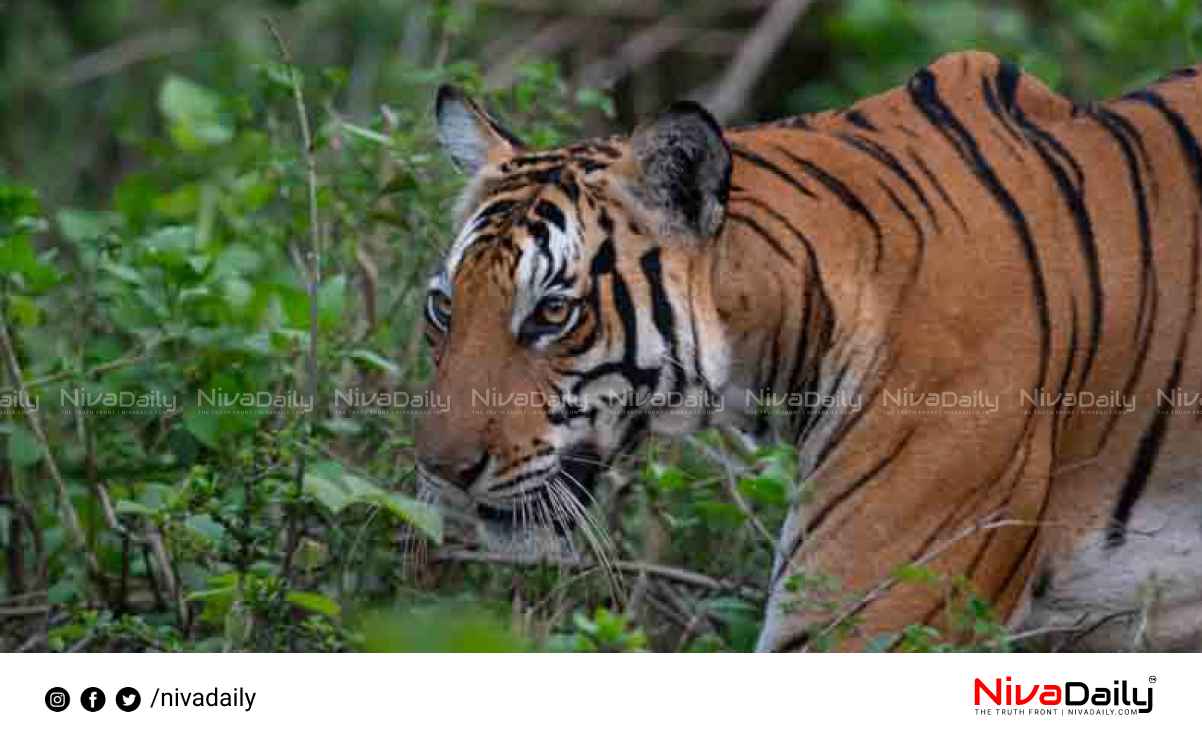 Presence of tiger at Pullangode estate in Malappuram.