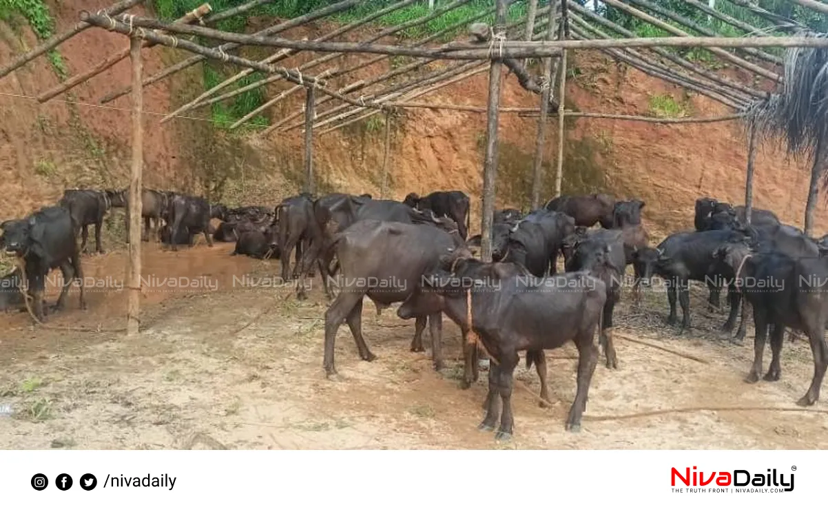 Buffalo theft Palakkad