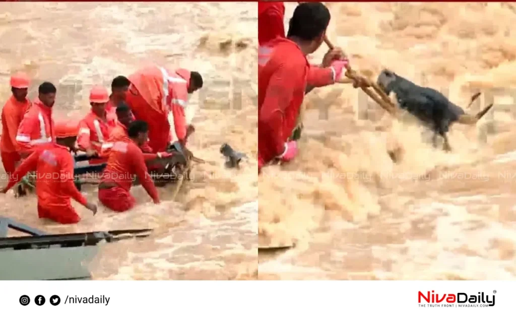 Churalmala landslide, Mundakai, cow rescue, Kannadi river