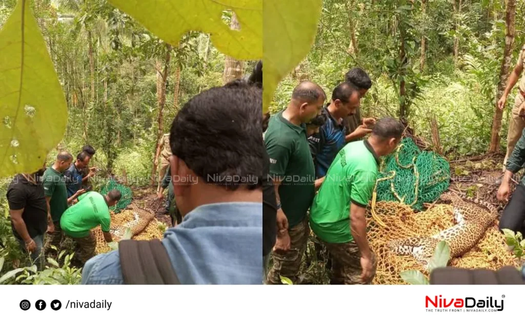 leopard trapped snare Kasaragod