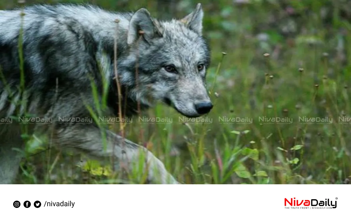 Man-eating wolves Uttar Pradesh