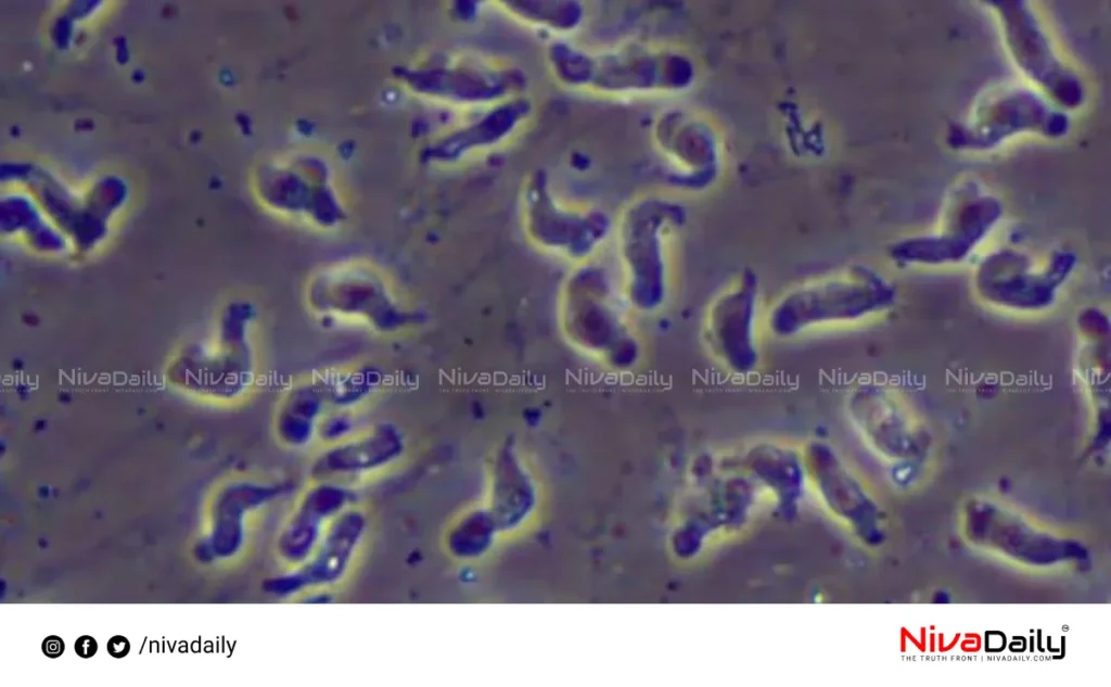 Amebic Meningoencephalitis