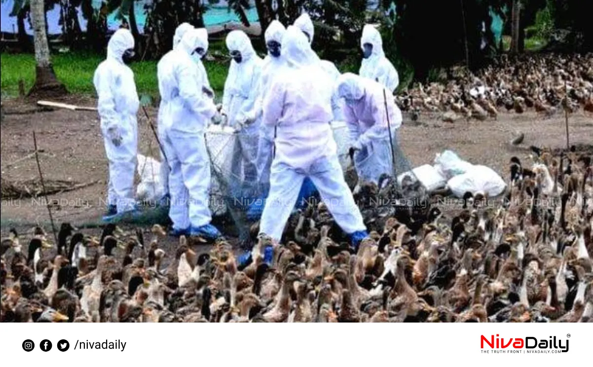 bird flu control Kottayam