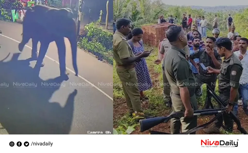 Wild elephant Perambra Kozhikode