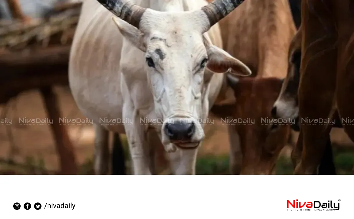 Maharashtra indigenous cows Rajyamata-Gomata