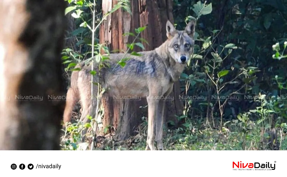 Man-eating wolf attack Uttar Pradesh