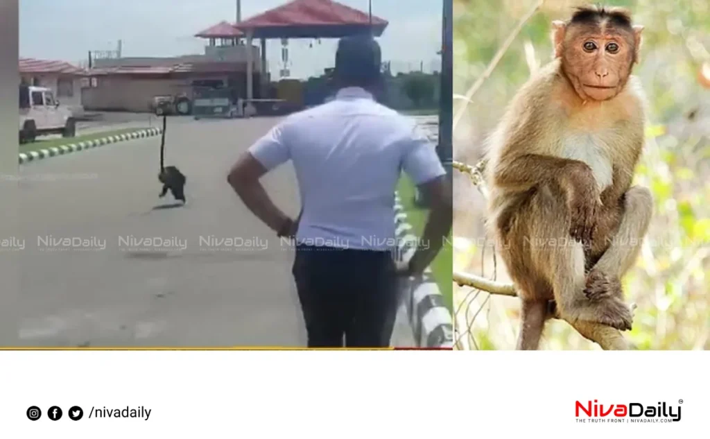 Monkey Kochi Airport Thiruvananthapuram Zoo