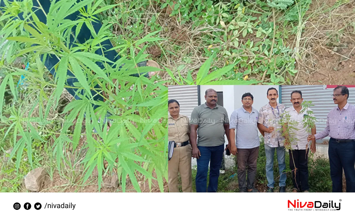 Cannabis plants Karunagappally