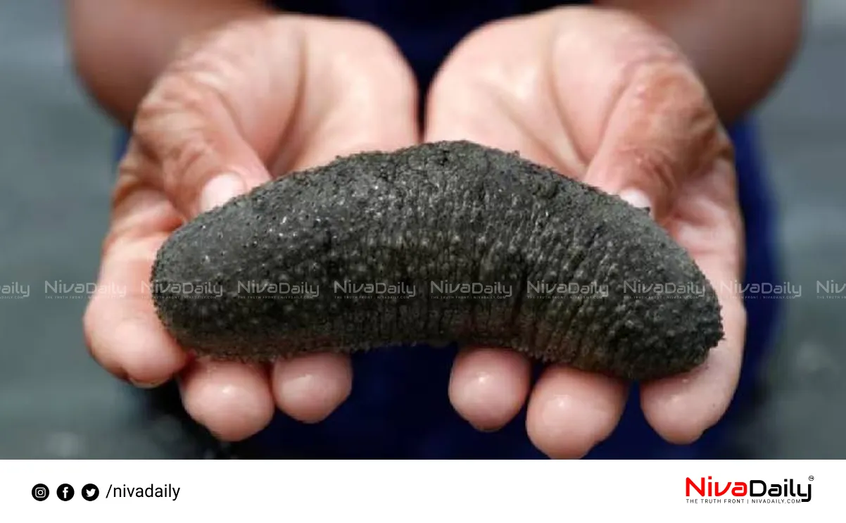 sea cucumber smuggling Kochi