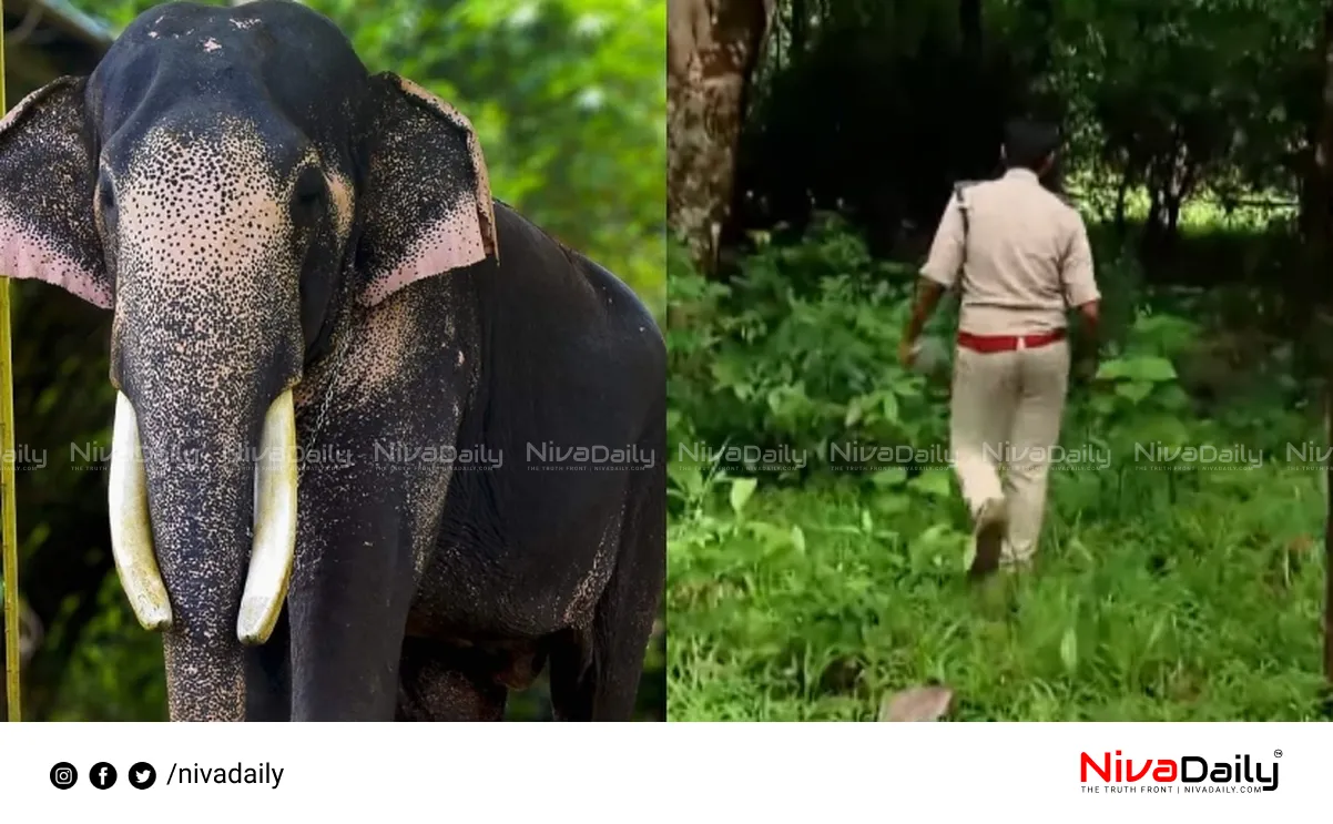 Puthuppally Sadhu elephant found