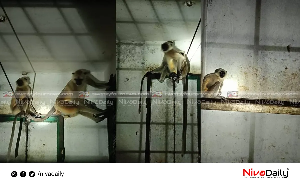 Thiruvananthapuram Zoo escaped monkeys