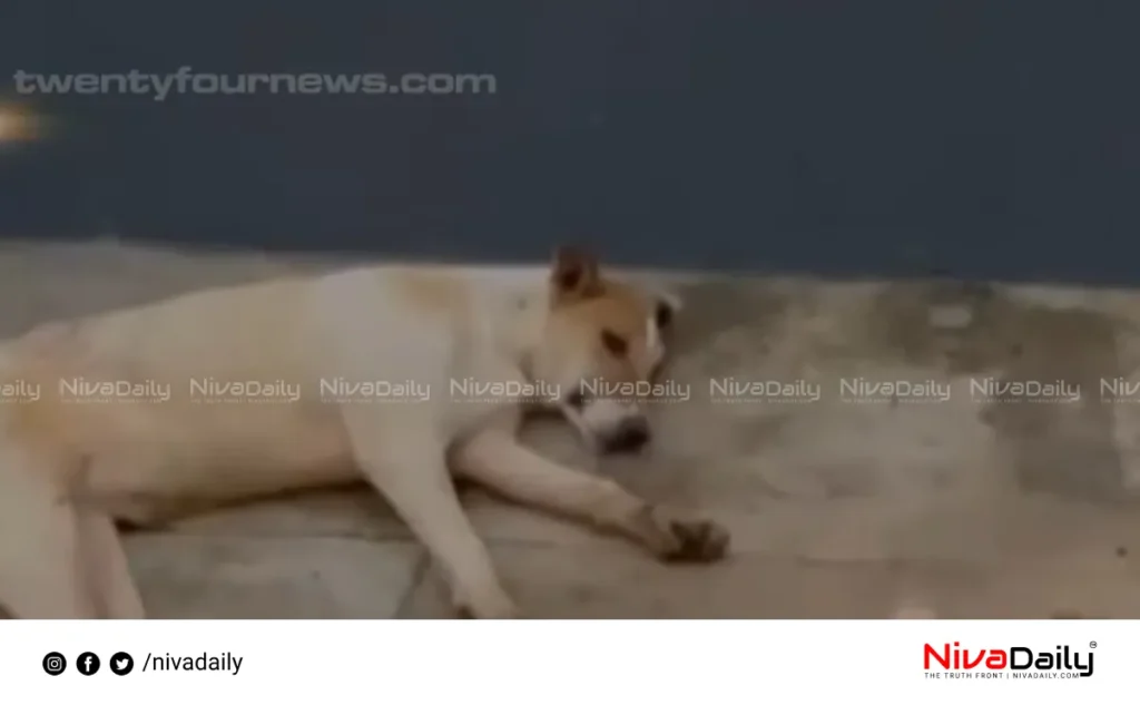 Malayali woman assaulted Bangalore stray dog