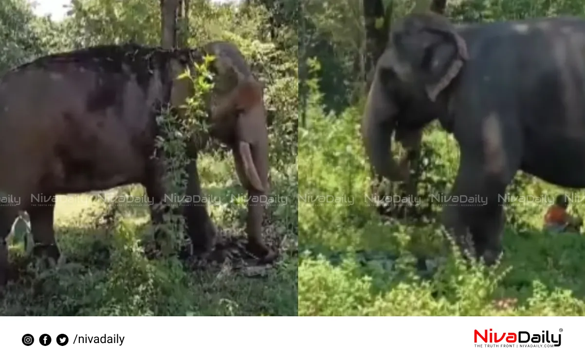 Puthuppally Sadhu elephant search