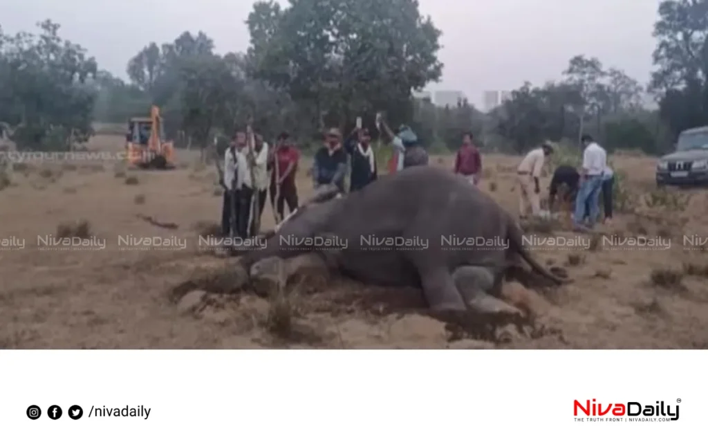 elephants dead Madhya Pradesh tiger reserve