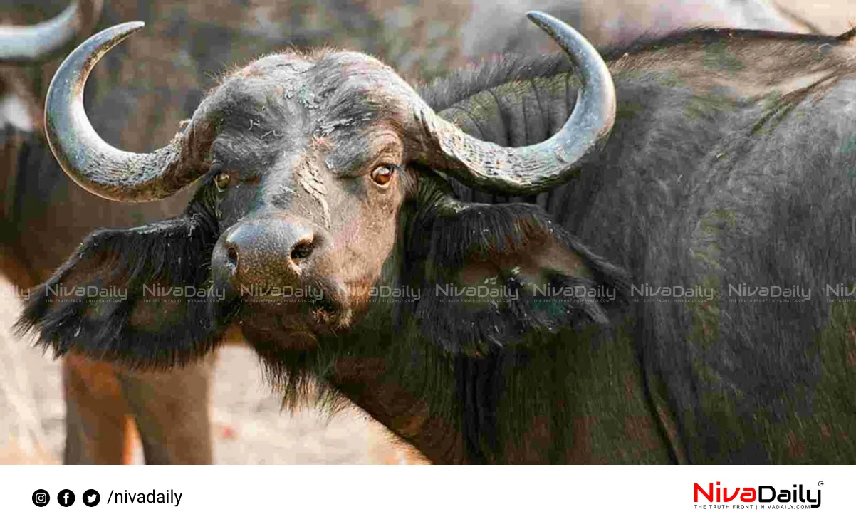 Wild buffalo hunting Kerala