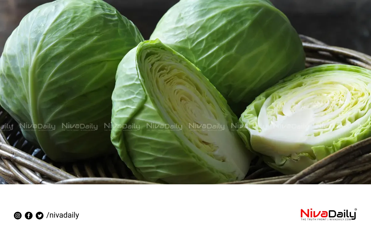 cabbage benefits breast pain