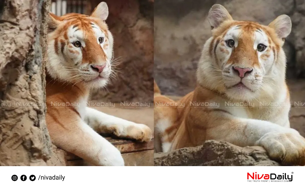 Golden Tiger Ava Thailand