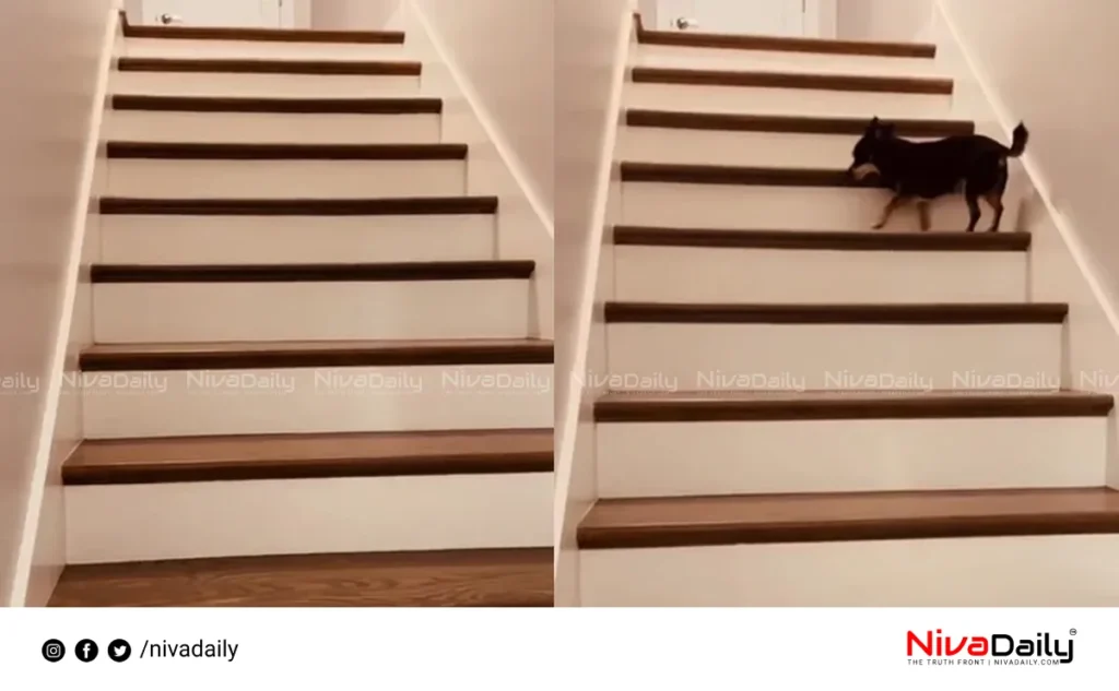 Chihuahua stair-climbing technique viral