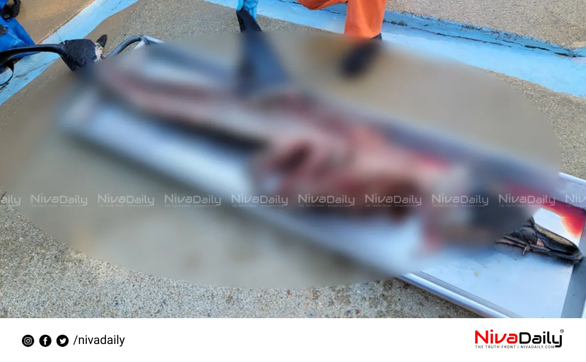 Mutilated dolphin New Jersey beach