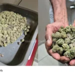 Nedumbassery Airport cannabis seizure