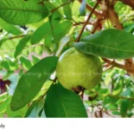 guava leaves health benefits