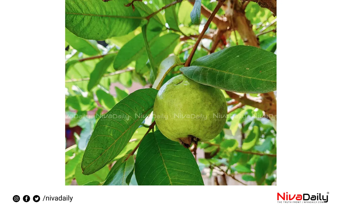 guava leaves health benefits