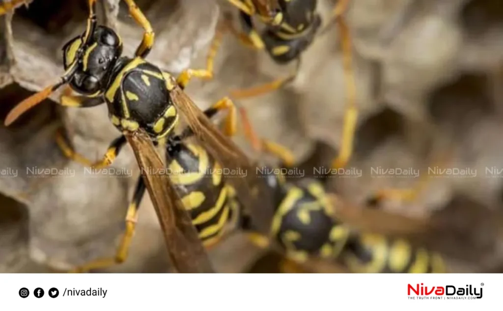 Erumeli wasp attack