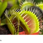 Venus flytrap