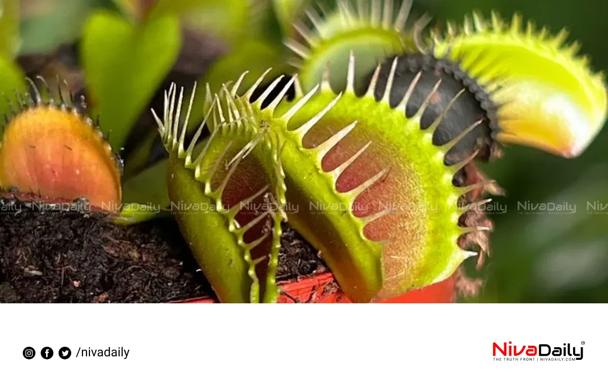 Venus flytrap