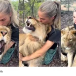 woman cuddling lions viral video