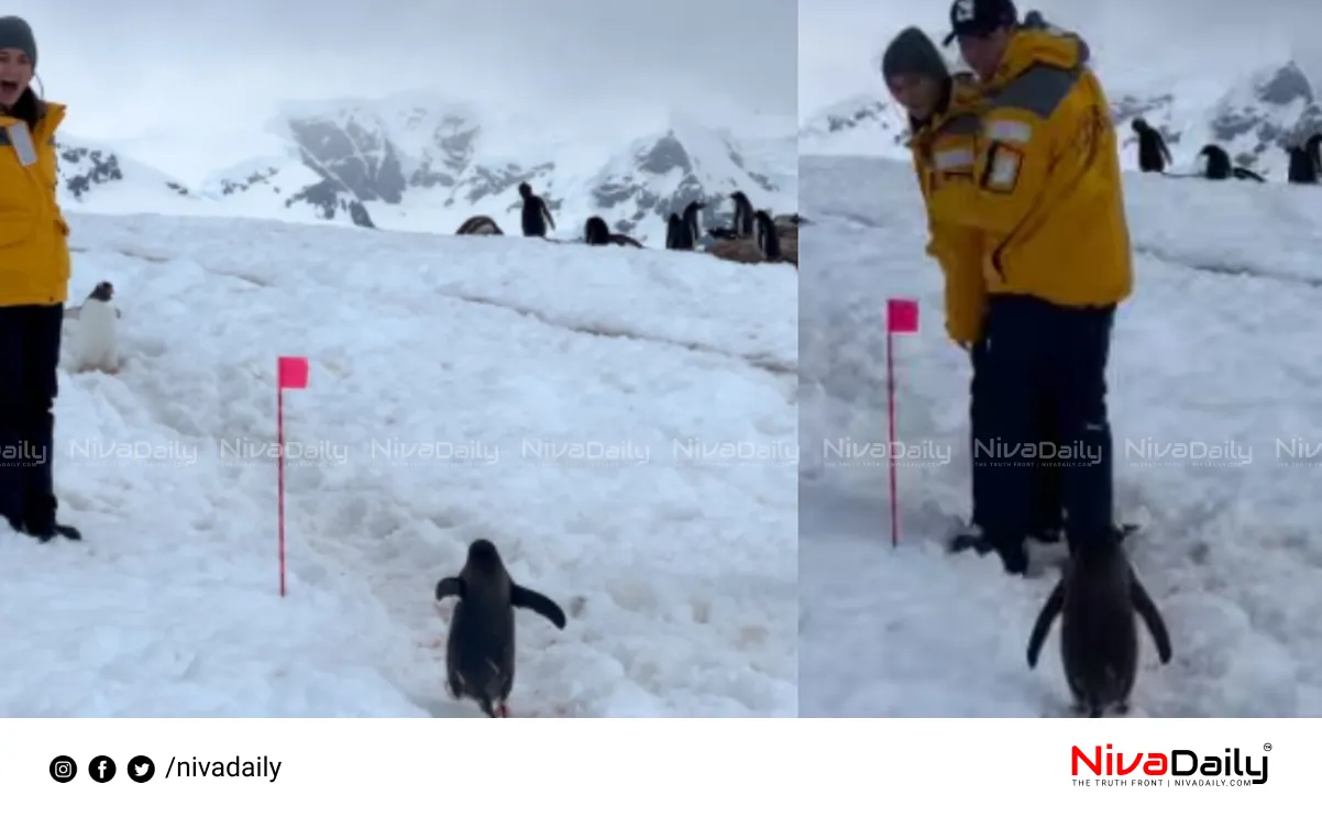 Penguin viral video Antarctica