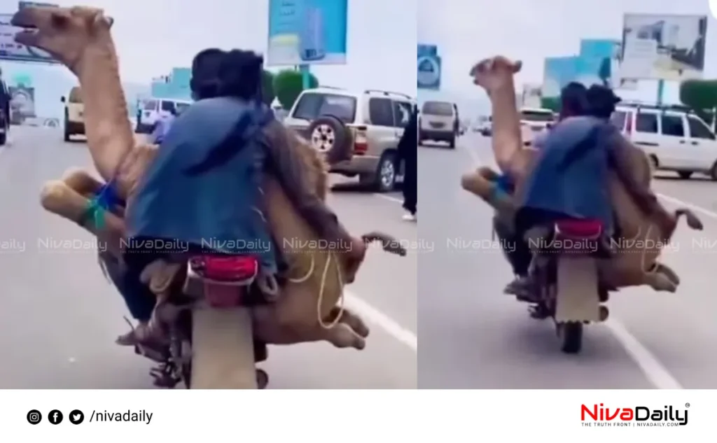 camel motorcycle video