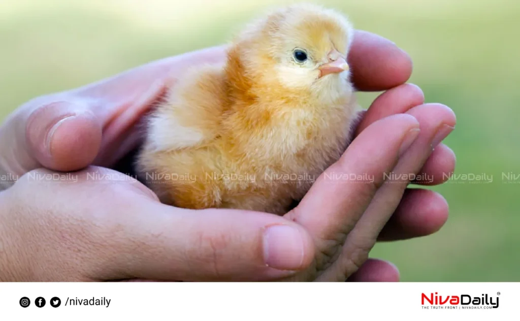 man swallows live chick dies