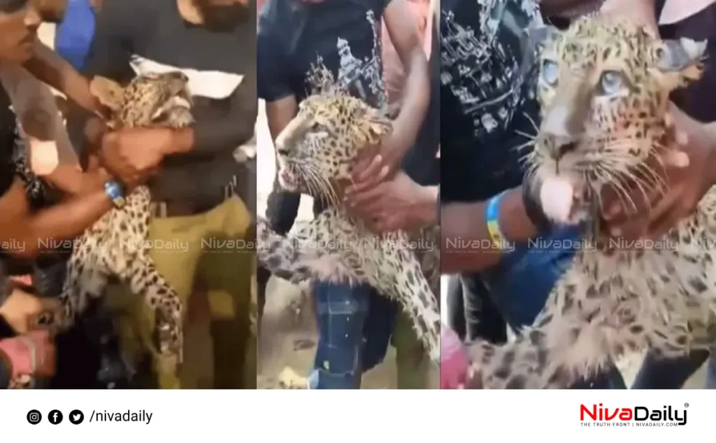 leopard capture Uttar Pradesh