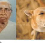 elderly woman killed stray dog Alappuzha