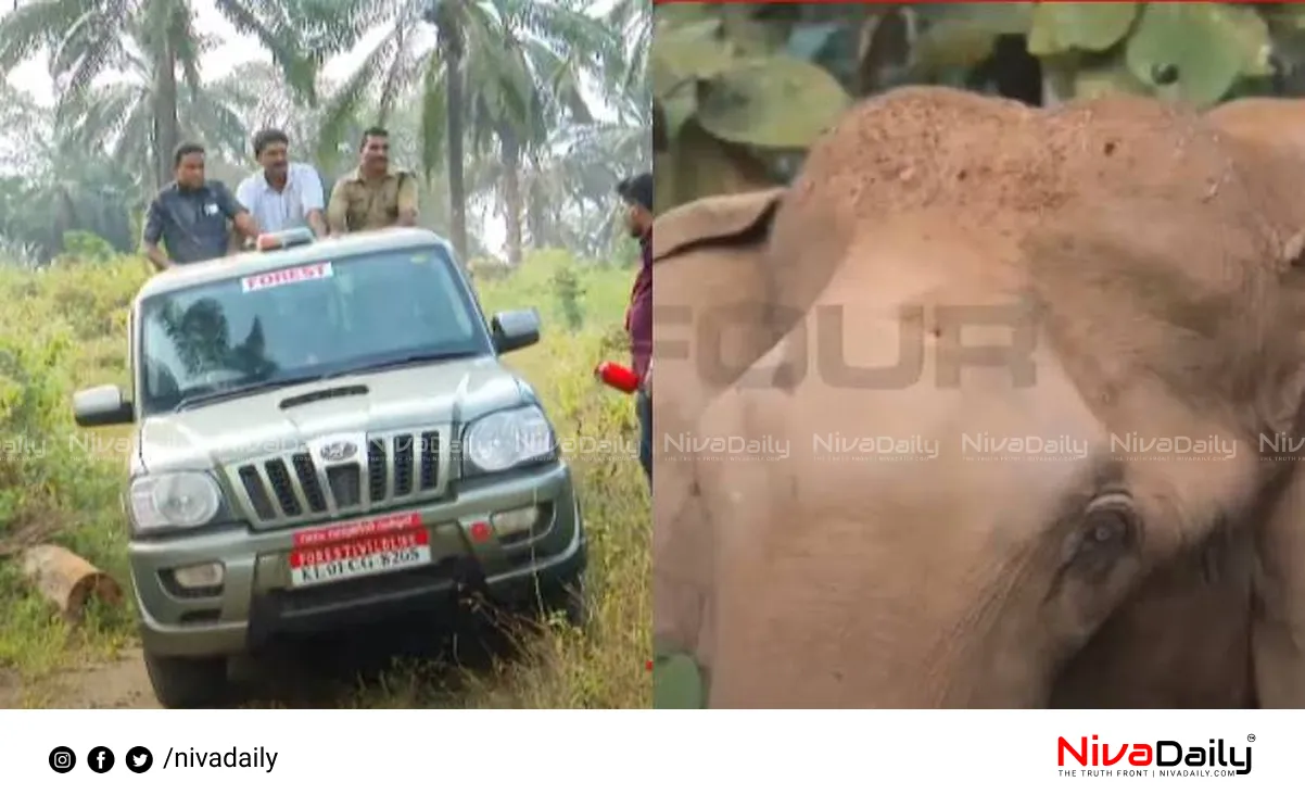 Athirappilly Elephant