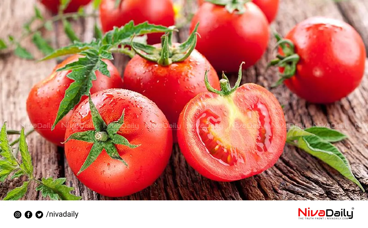 Tomatoes nicotine smoking