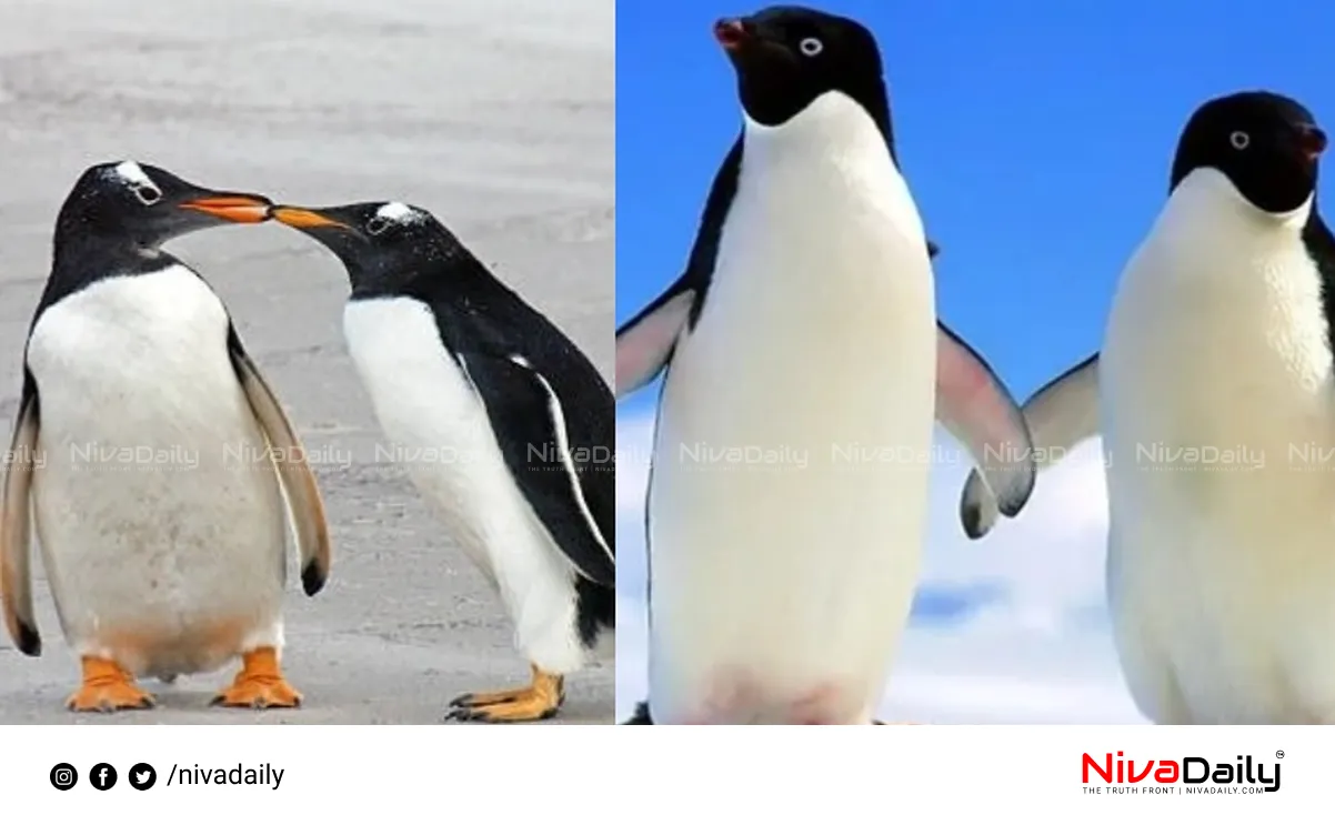 Penguin Breakups