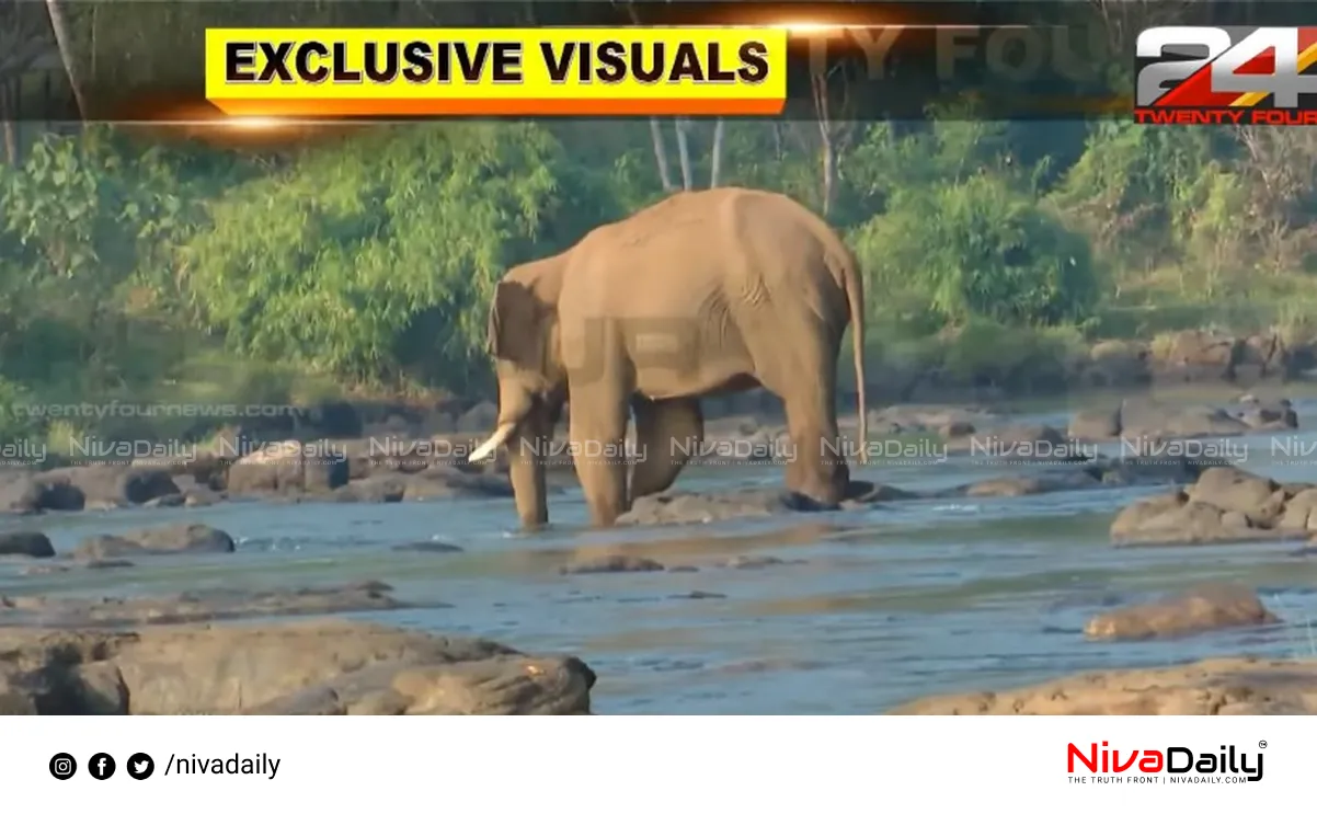 Athirappilly Elephant