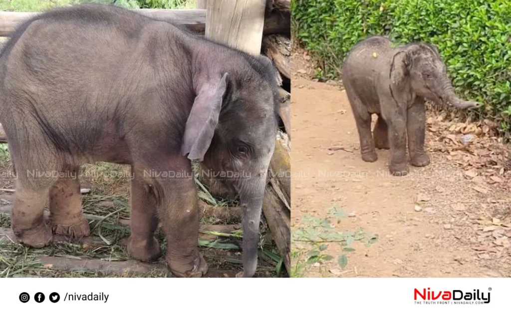 Elephant Calf Death